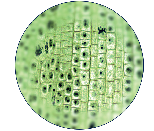 Sem Titulo 2 Microscópio Biológico Binocular - 4 Objetivas Acromáticas - Aumento de até 1600X - Modelo BLUE1600BA-L-BAT - BIOFOCUS