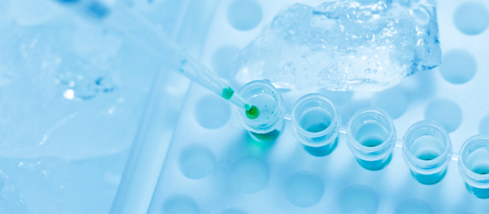 Biotecnologia Molecular