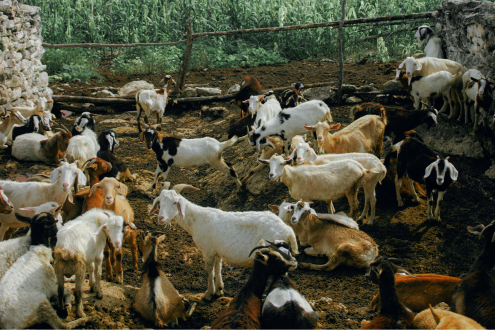 Laboratorio de analise de semen em animais 990 x 660 Análise de Sêmen em Animais: Vital para a Reprodução