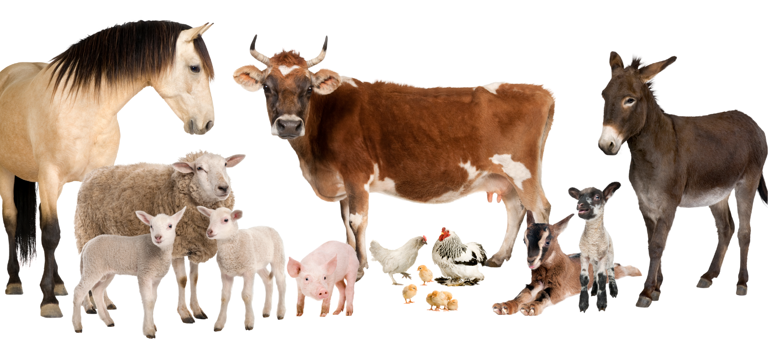 Laboratório de análise de sêmen em animais
