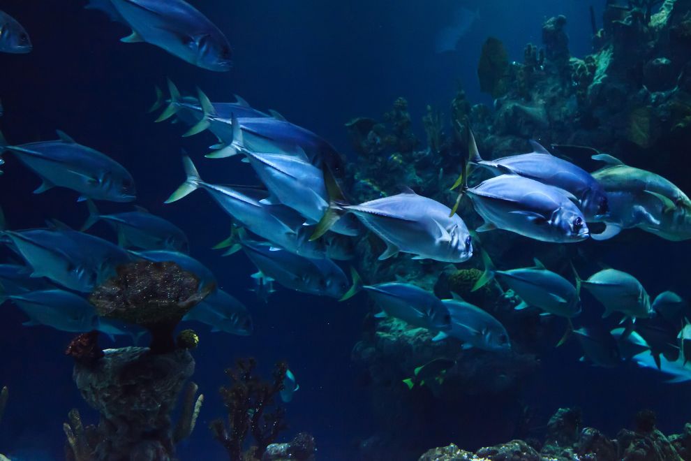 Medidor de oxigenio dissolvido na agua 3 Uso de Medidor de OD Resolve Desafios na Piscicultura