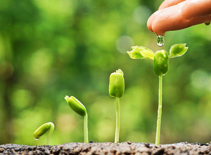 O que faz a Câmara Germinadora de Plantas e Sementes- Saiba a Função