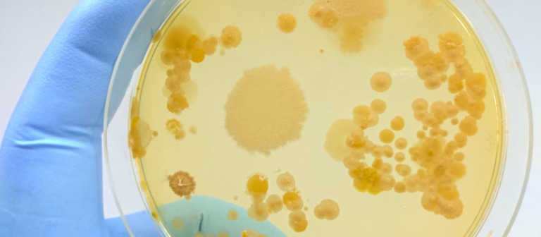 Sem nome (1600 px × 700 px) (19)