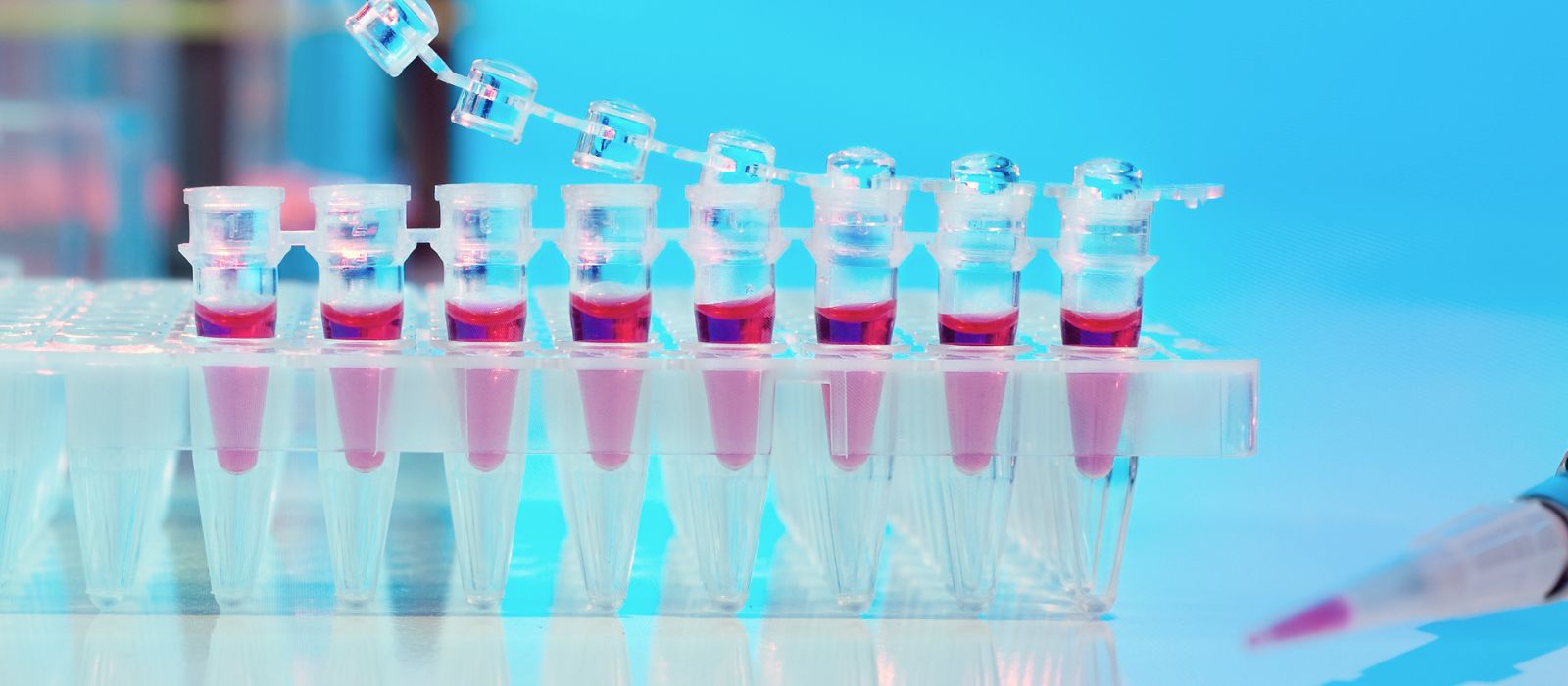 TAQ Polimerase