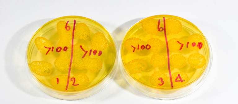 Validação em Meios de Cultura