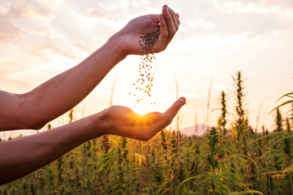 analise de semente A Importância Vital da Análise de Sementes no Setor Agrícola