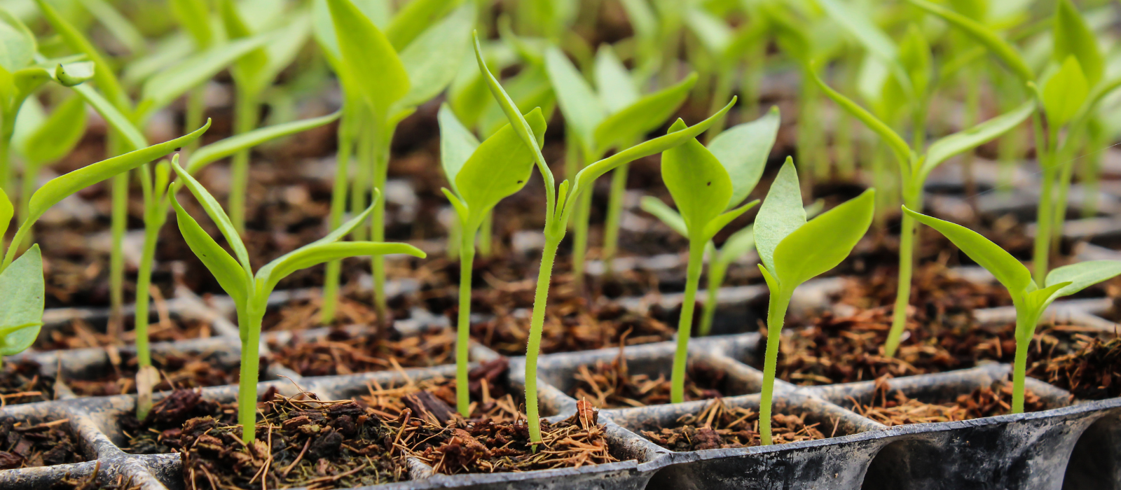 germinacao germinação