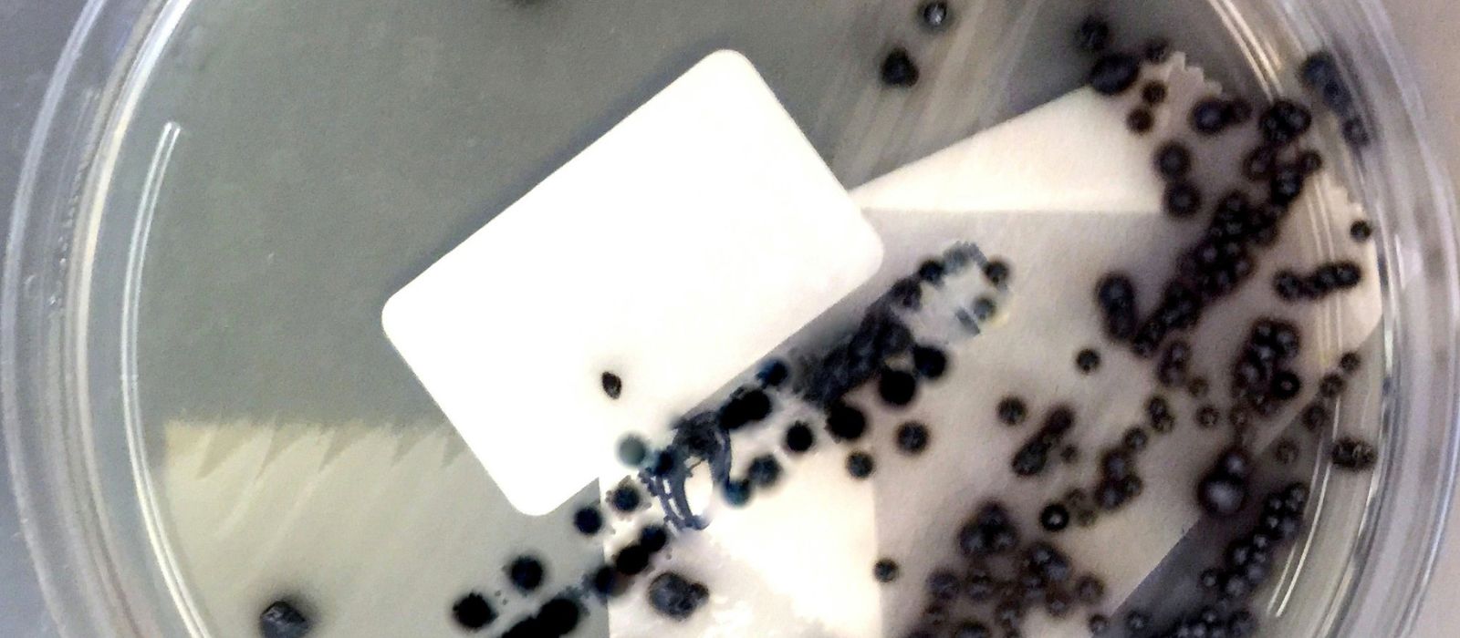 Vantagens da Jarra de Anaerobiose para cultivo