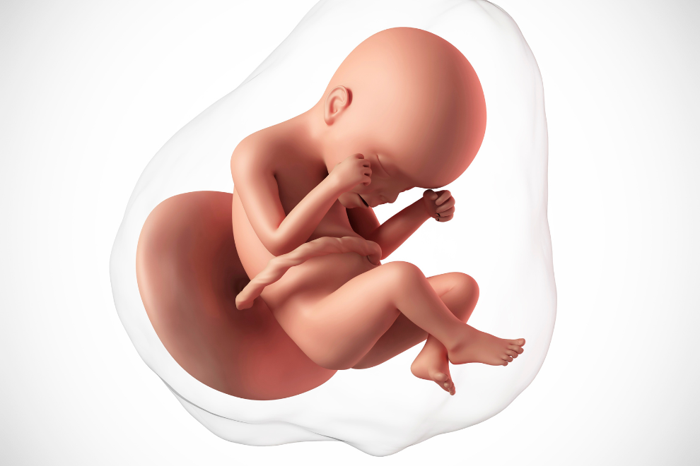 metodologia do exame de sexagem fetal 1 1 Metodologia do Exame de Sexagem Fetal- Entenda.