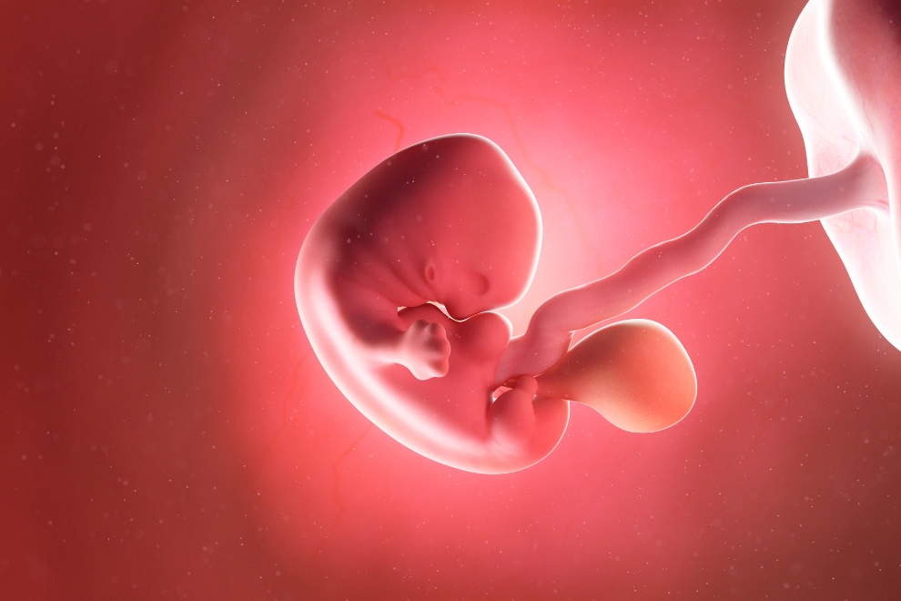 metodologia do exame de sexagem fetal Metodologia do Exame de Sexagem Fetal- Entenda.
