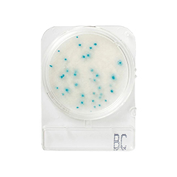Compact-Dry-Bacillus-Cereus-BC-