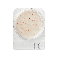 Compact-Dry-Bacterias-Totais-TC-