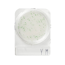 Compact-Dry-Bolores-e-Leveduras-YM-