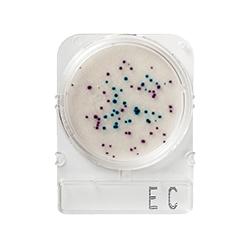 Compact-Dry-Coliformes-e-E.-Coli-EC-