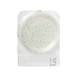 Compact-Dry-Listeria-Spp-LS-