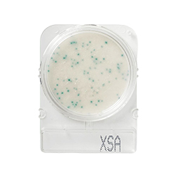 Compact-Dry-Staphylococcus-Aureus-X-SA-