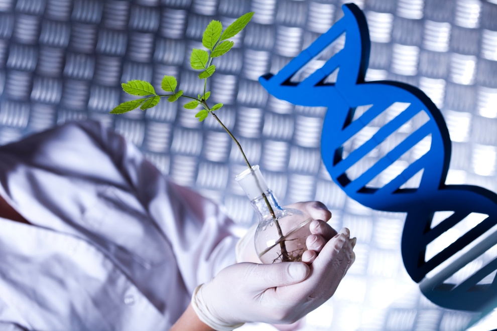 Laboratório de Genética de Plantas e Engenharia Genética