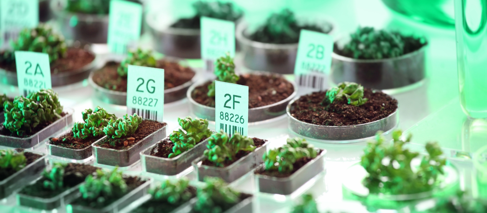 Laboratório de Genética de Plantas