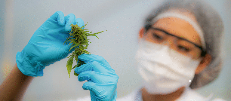 Liofilização da Cannabis Uso Medicinal